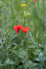 Fototapeta premium dandelion knapweed chamomile and poppies in grass in the field