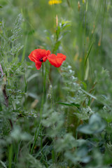 Obraz premium dandelion knapweed chamomile and poppies in grass in the field