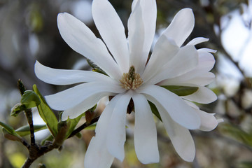 Fototapeta premium éclosion de la fleur