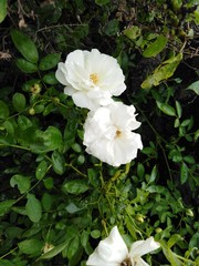 Beautiful white rose flowers 