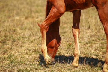 Horse foal in the summer with and without the mother Mare in a pasture..