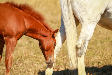 Naklejka na ściany i meble Horse foal in the summer with and without the mother Mare in a pasture..