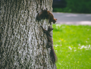 squirrel on tree