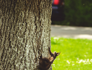squirrel on tree