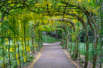Fototapeta na wymiar garden arch with yellow flowers