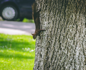 squirrel on tree