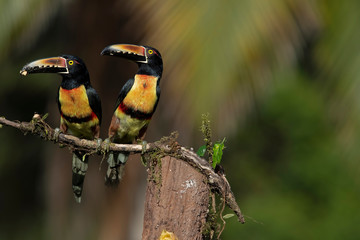 collared aracari