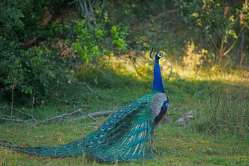 Peacock that crawls in the zoo