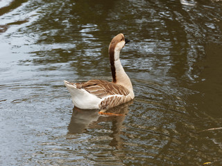 Oie caronculaire de Chine ou oie de Guinée (Anser cygnoides)