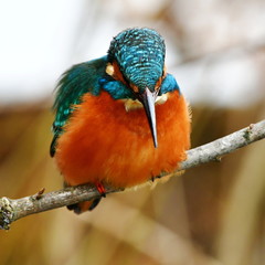 kingfisher bird in area of Tovacov in Czech republic