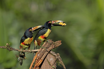 collared aracari