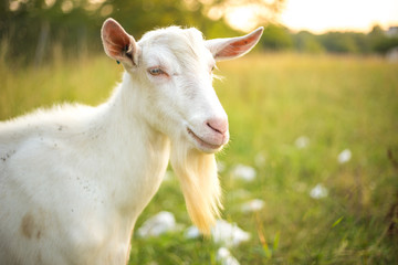 Young white goat with beard. Farm animal on a green grass background.