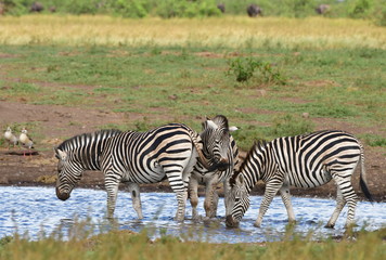 zebras at waterhole in Kruger national park in South Africa