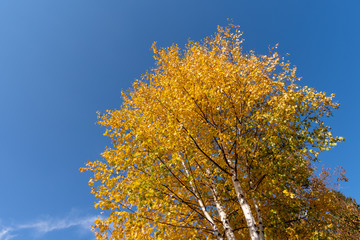 Autumn leaves on tree