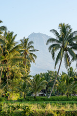 Obraz na płótnie Canvas A morning view of Mt Rinjani trough some palm trees on Lombok, Indonesia