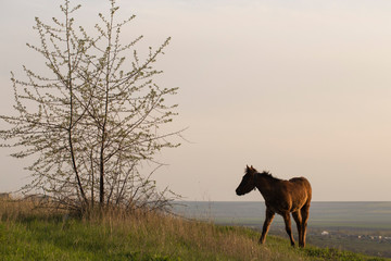 The Mare in the pasture. A animal that is grazing. A horse is eating grass at sunset. RURAL EVENING.