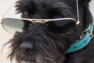 dog on the beach with sunglasses