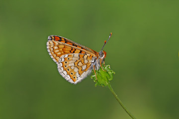 Obraz premium Nazuğum butterfly ; Euphydryas aurinia