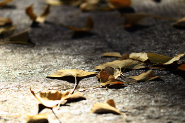 Autumn scene where ginkgo leaves fall on cobblestone