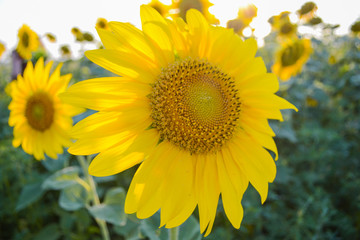 Obraz premium field of sunflowers