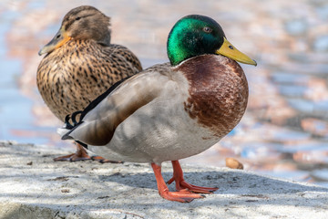 Mallard ducks (Anas platyrhynchos) male and female swimming in a lake on a sunny day in a relaxed manner