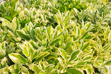 Obraz premium ギンマサキ