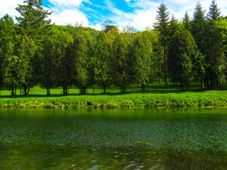 Trees in the park near the river