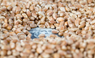 wheat grains the american dollar