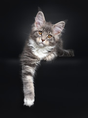 Obraz premium Ładny niebieski pręgowany kotek kot rasy Maine Coon, ustanawiające widok z przodu. Patrząc na obiektyw z promiennymi brązowymi oczami. Pojedynczo na czarnym tle. Jedna łapa zwisa.