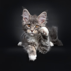 Fototapeta na wymiar Cute blue tabby Maine Coon cat kitten, laying down front view. Looking at lens with radiant brown eyes. Isolated on black background. One paw in air saying hi.