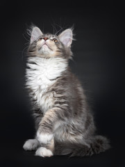 Fototapeta na wymiar Cute blue tabby Maine Coon cat kitten, sitting side ways. Looking up with radiant brown eyes. Isolated on black background. Tail curled around body and one paw in air.