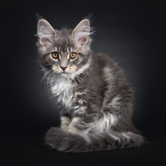 Obraz na płótnie Canvas Cute blue tabby Maine Coon cat kitten, sitting side ways. Looking very quilty at lens with radiant brown eyes. Isolated on black background. Tail curled around body.