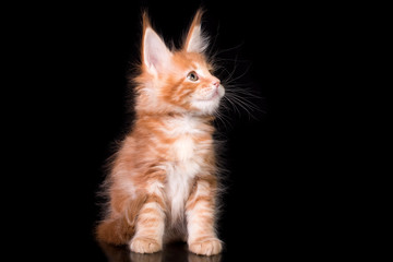 Adorable cute maine coon kitten on black background in studio, isolated. © Marina