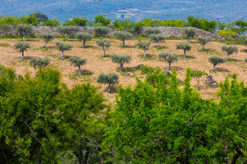 Faia Brava, Côa Valley, Western Iberia, Portugal, Europe, Rewilding Europe