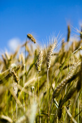 Spikelets of wheat in the sunlight. Yellow wheat field