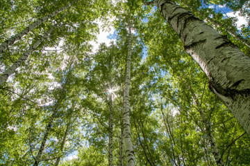 Fototapeta premium birch grove on a clear summer day