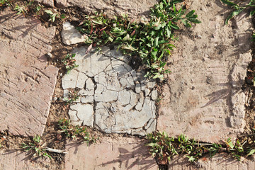 Naklejka premium Green grass sprouted through a brick.
