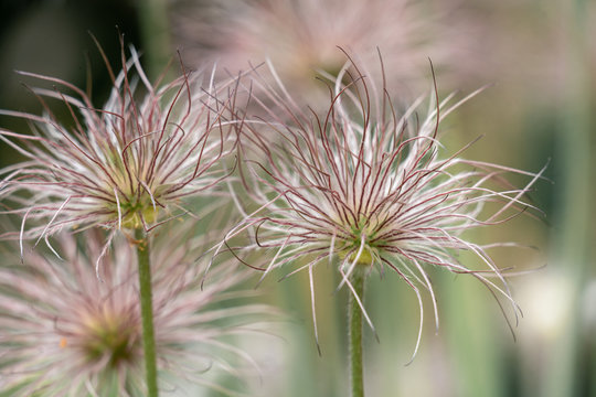 Fedriger  Samenstand der K&uuml;chenschelle (Pulsatilla vulgaris) im Fr&uuml;hjahr bei Sonnenschein
