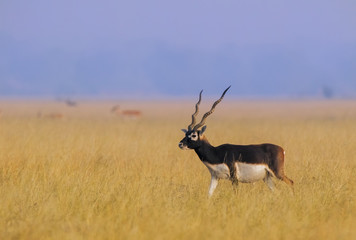 Black buck in grasslands