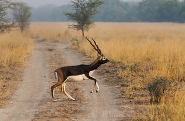 Black buck crossing a road © anil