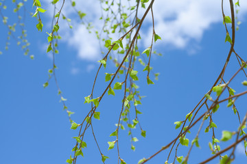 Spring natural background with young birch leaves