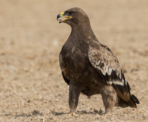 Steppe eagle close up