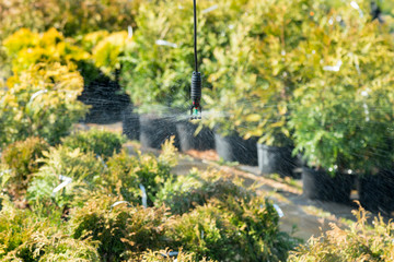 row of coniferous trees in greenhouse. plants outside a nursery for sale in spring. Nursery for plants