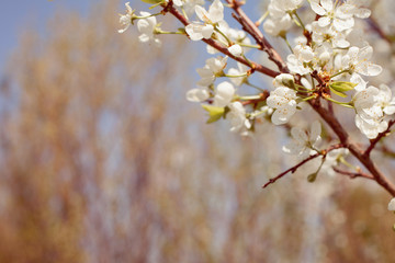 Blooming apple tree in spring time.