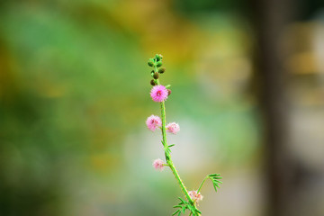  close up the details of the shy princess flower or mimosa flower with a blurry background