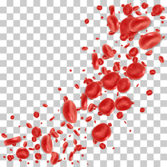 Red blood cell flowing in vein or artery. Vector illustration on transparent background. Healthcare and medical zoom concept.