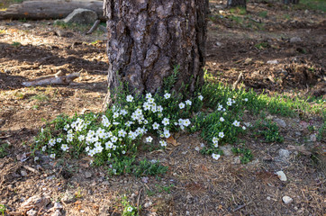 White flowers at the foot of a pine