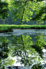 Lake in the park in summer