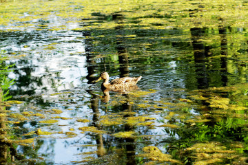 Fototapeta na wymiar Ducks on the lake in the park