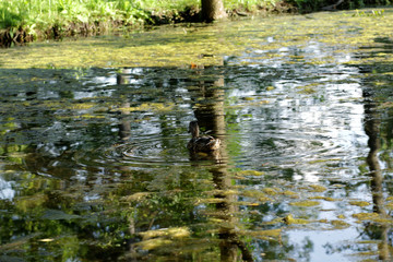 Ducks on the lake in the park